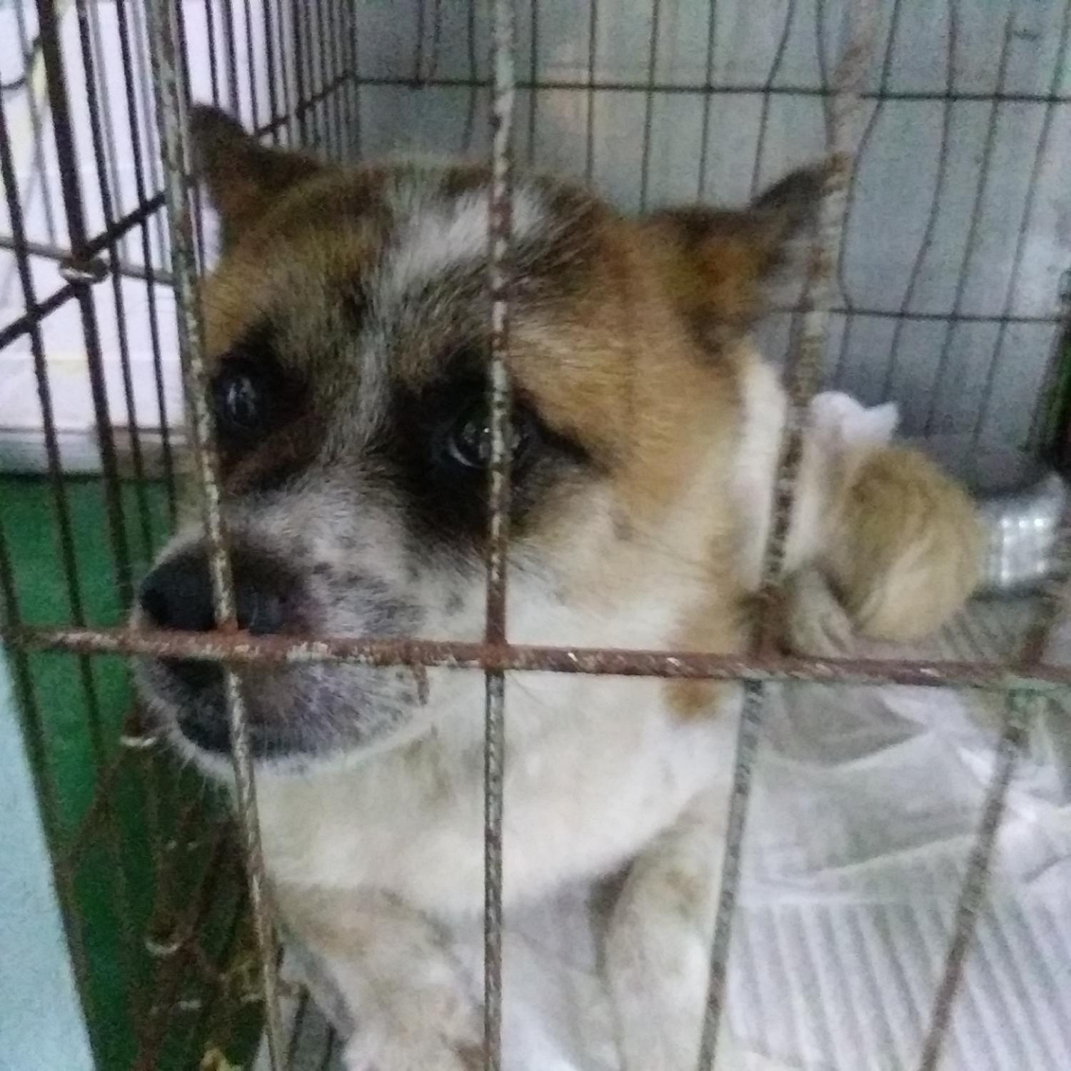 보호중 믹스견의 가…