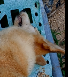 제일동물병원_444455202400460