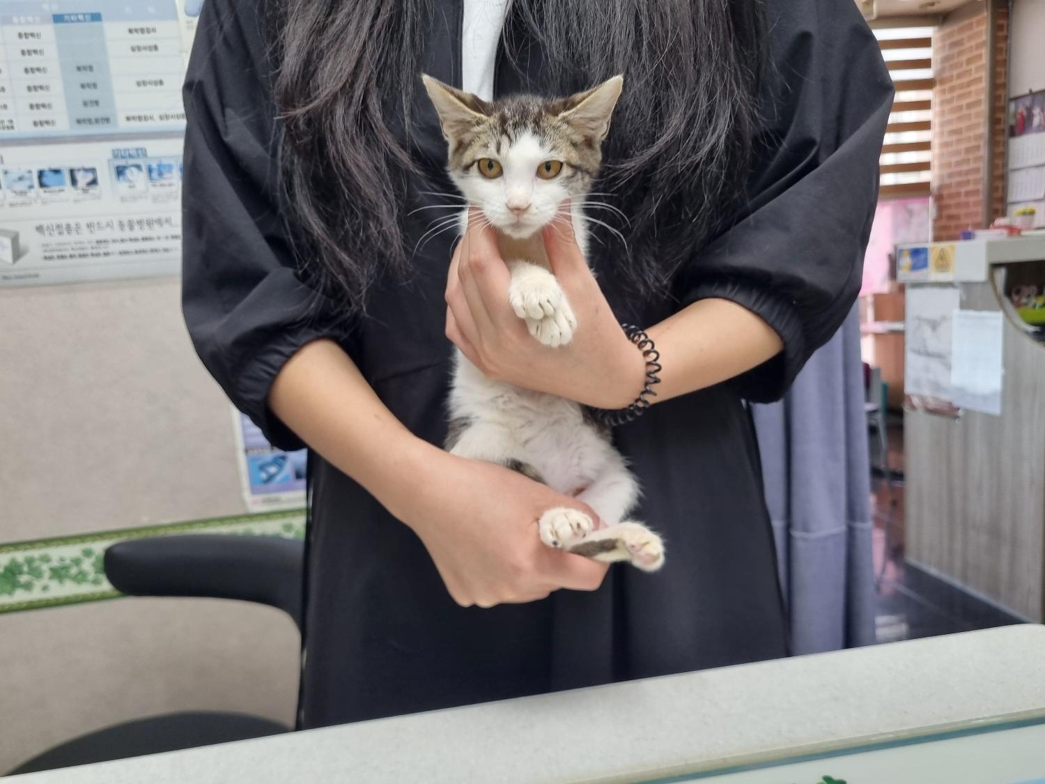 [고양이] 한국 고양이 대구-서구-2024-00258 유기동물 배경 이미지 입니다.