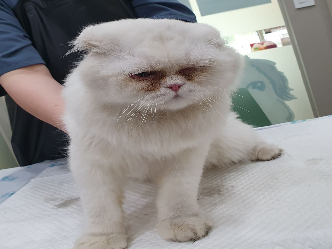 보호중 스코티시폴드…