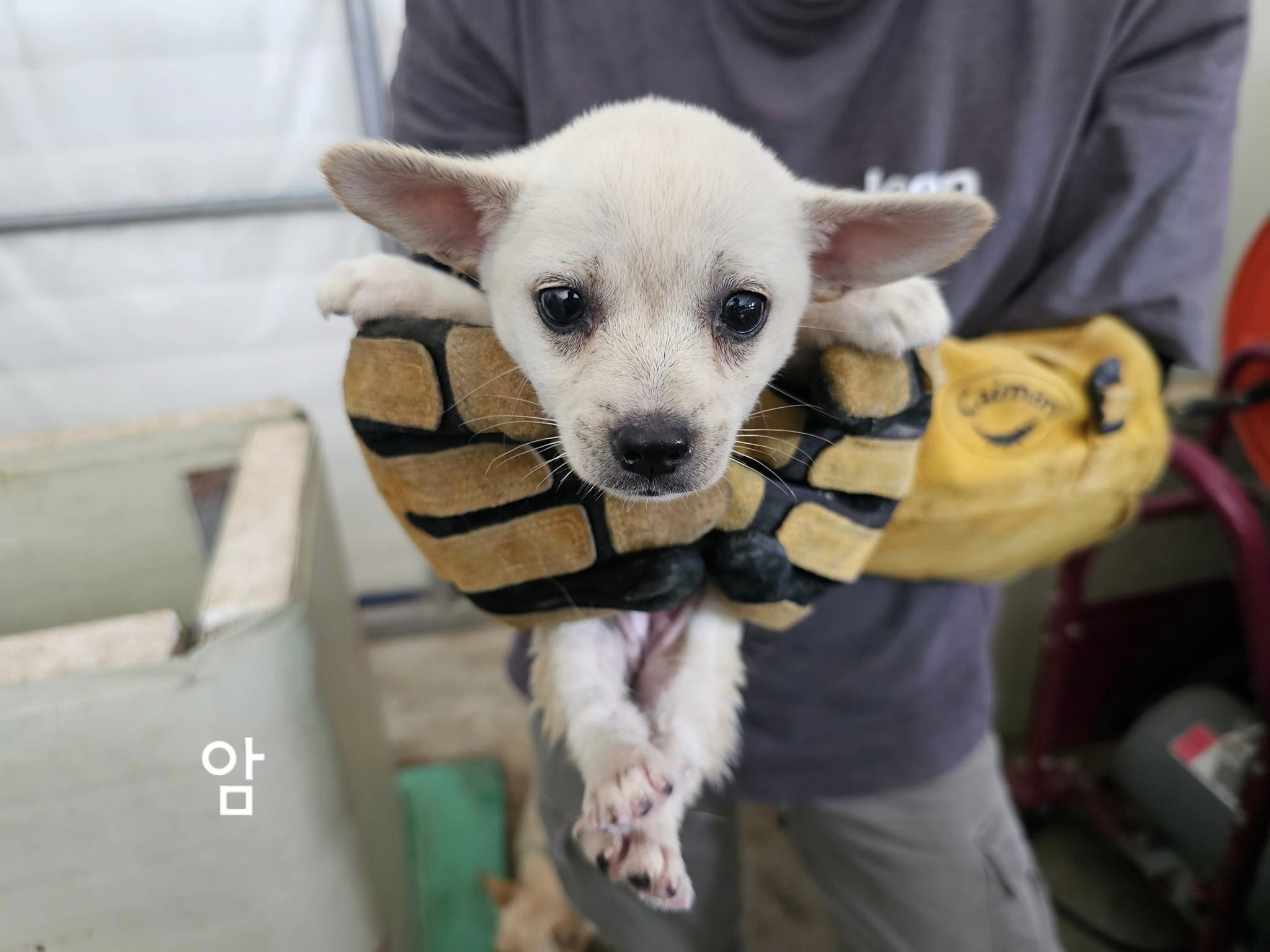 보호중 믹스견의 가…