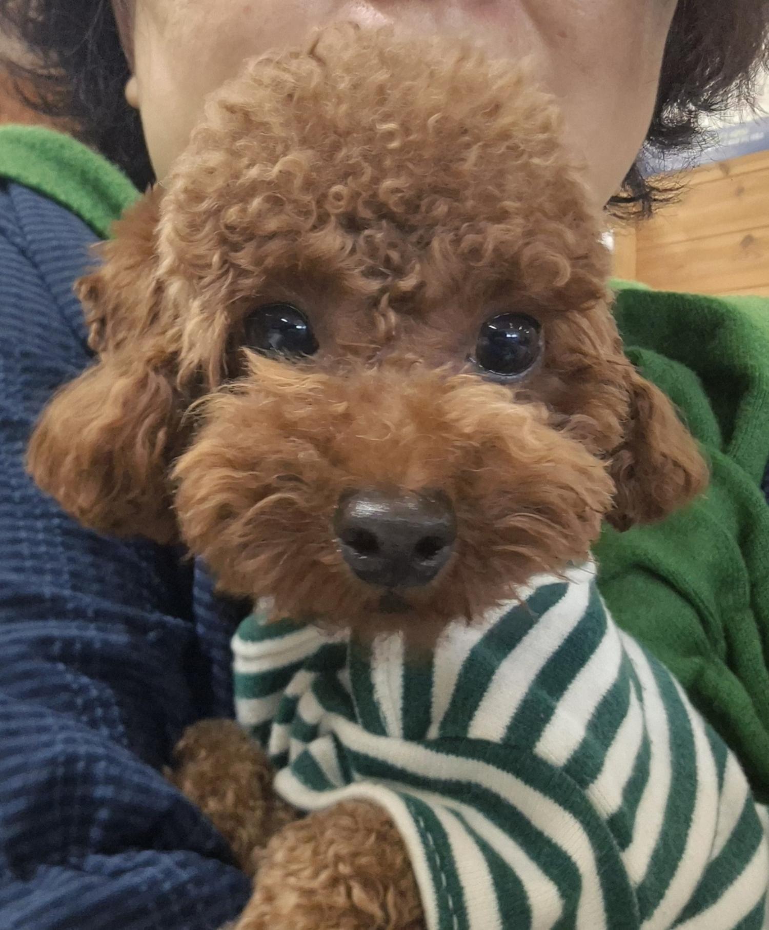 보호중 푸들의 가족…