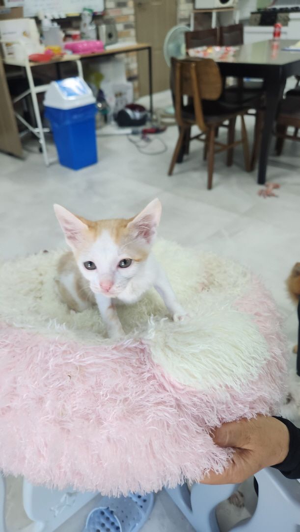 보호중 한국 고양이…