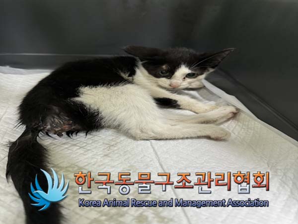 한국동물구조관리협회_441382202400647