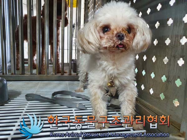 종료(자연사) 말티…