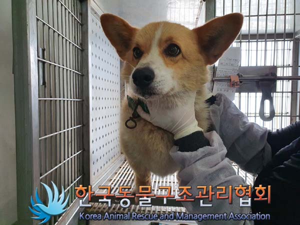 종료(반환) 웰시 …