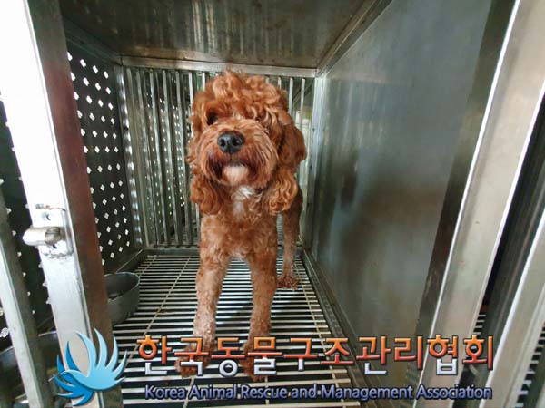 종료(자연사) 푸들…