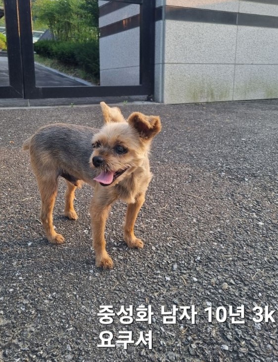 보호중 요크셔 테리…