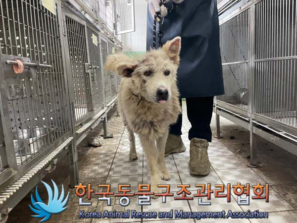 종료(안락사) 믹스…