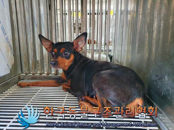 종료(자연사) 미니…
