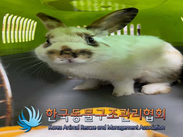 종료(안락사) 토끼…