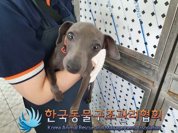 종료(입양) 그레이…