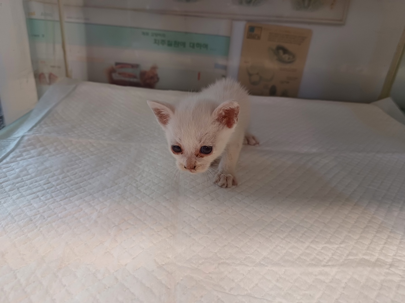 보호중 한국 고양이…