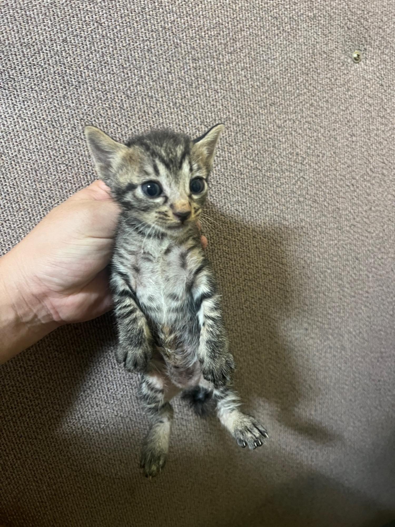 보호중 한국 고양이…