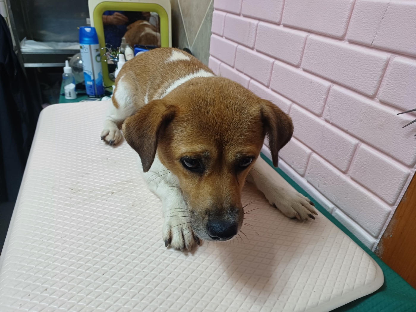 행복한동물병원_445464202402388