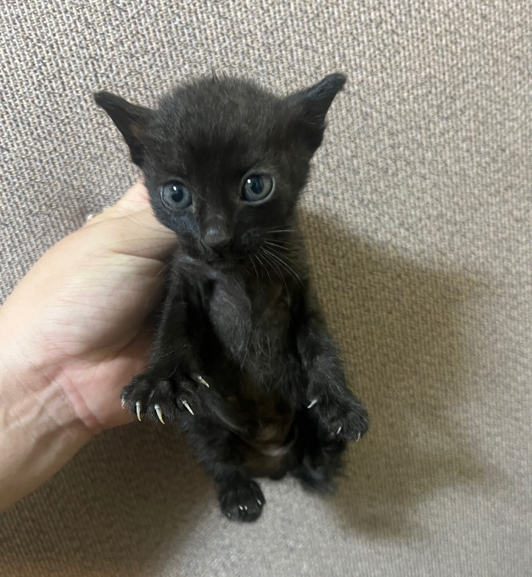 보호중 한국 고양이…