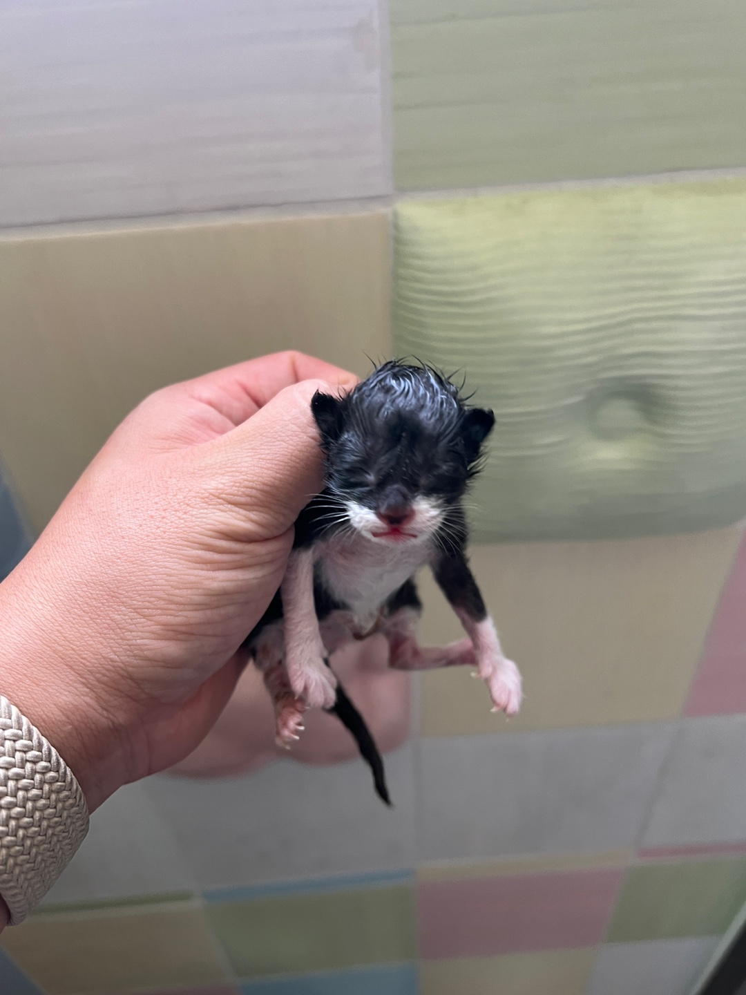 보호중 한국 고양이…