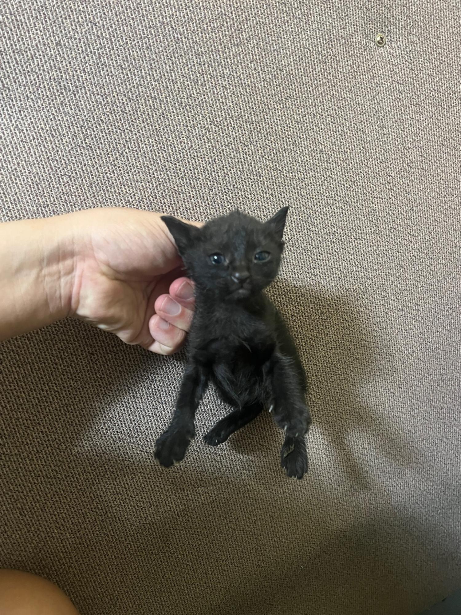 보호중 한국 고양이…