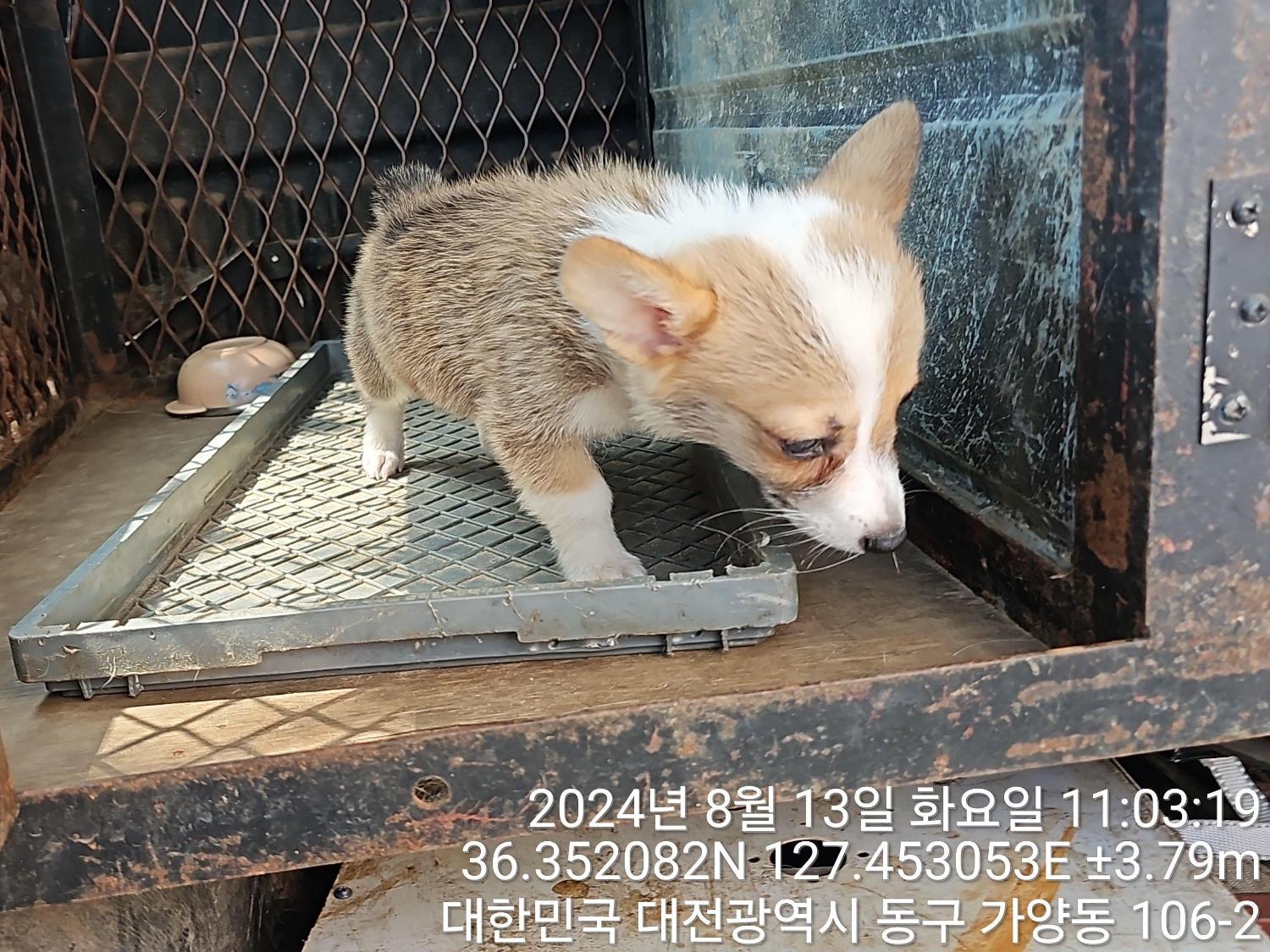 종료(입양) 웰시 …