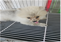 유기동물및관리협회_448535202401064