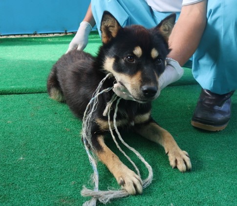 제주 동물보호센터_450650202402383