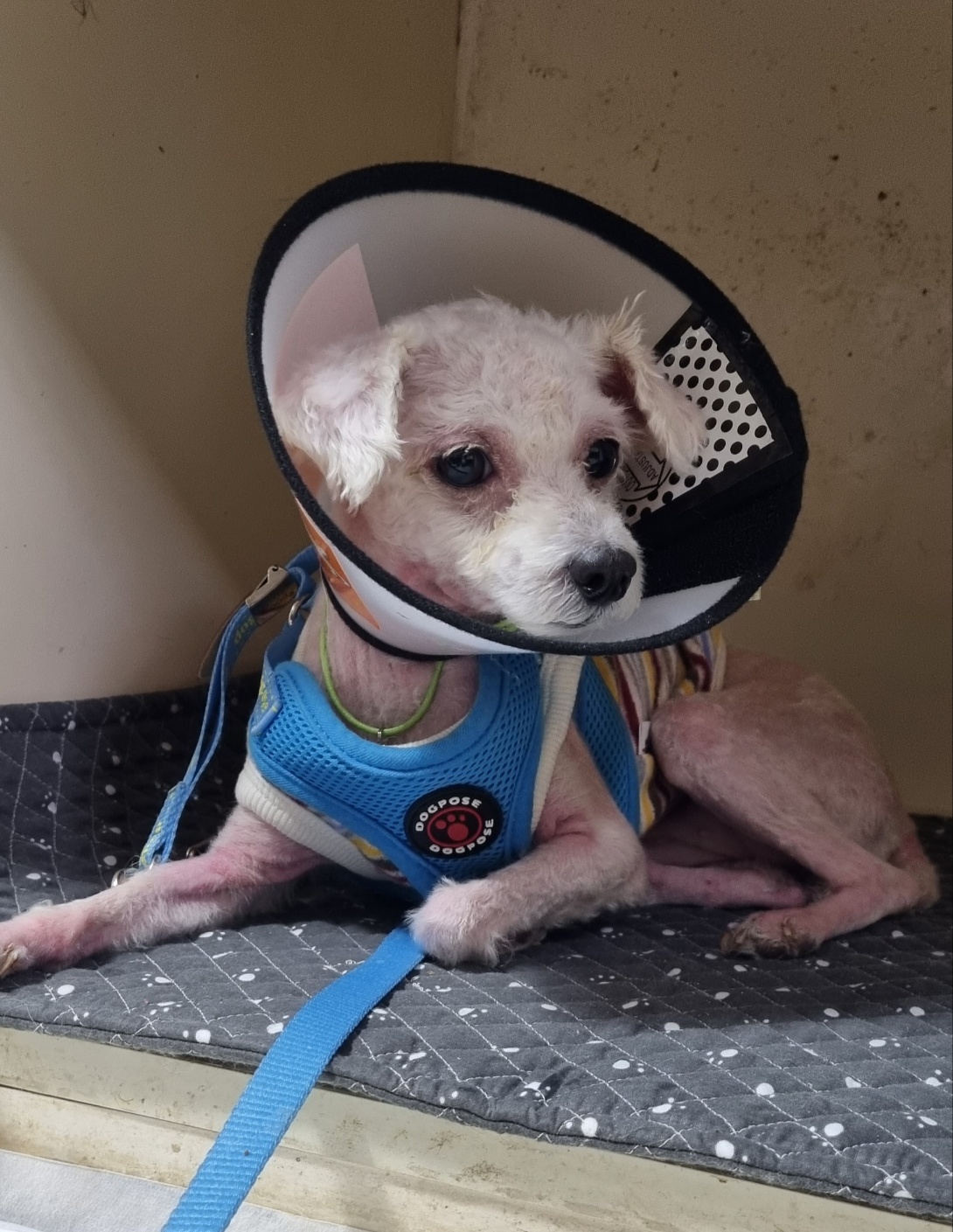 울산유기동물보호센터_431373202401053