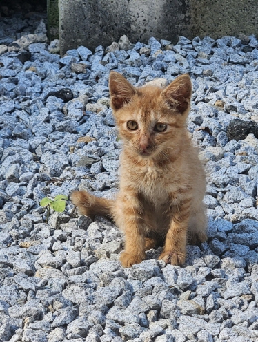 보호중 한국 고양이…