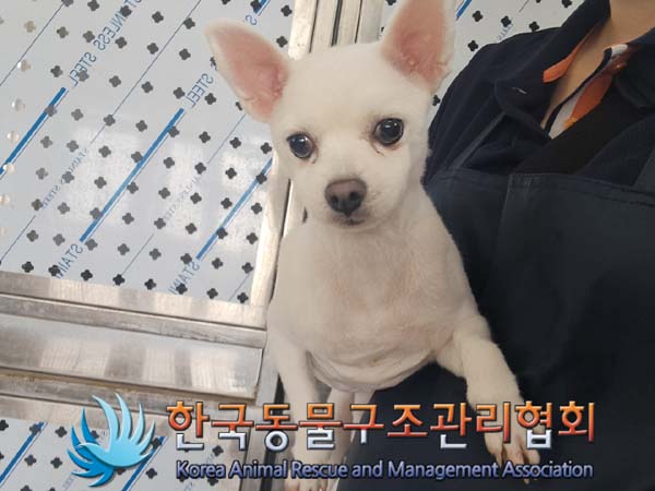 종료(안락사) 스피…