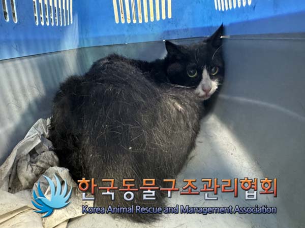 종료(안락사) 한국…