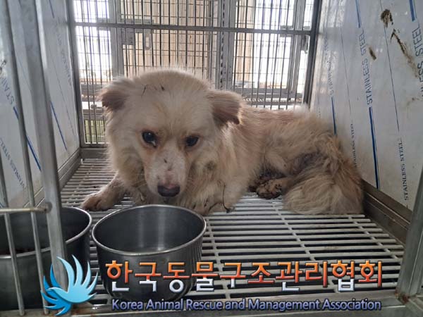 종료(안락사) 믹스…