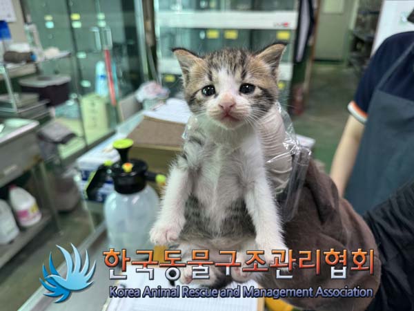 종료(입양) 한국 …