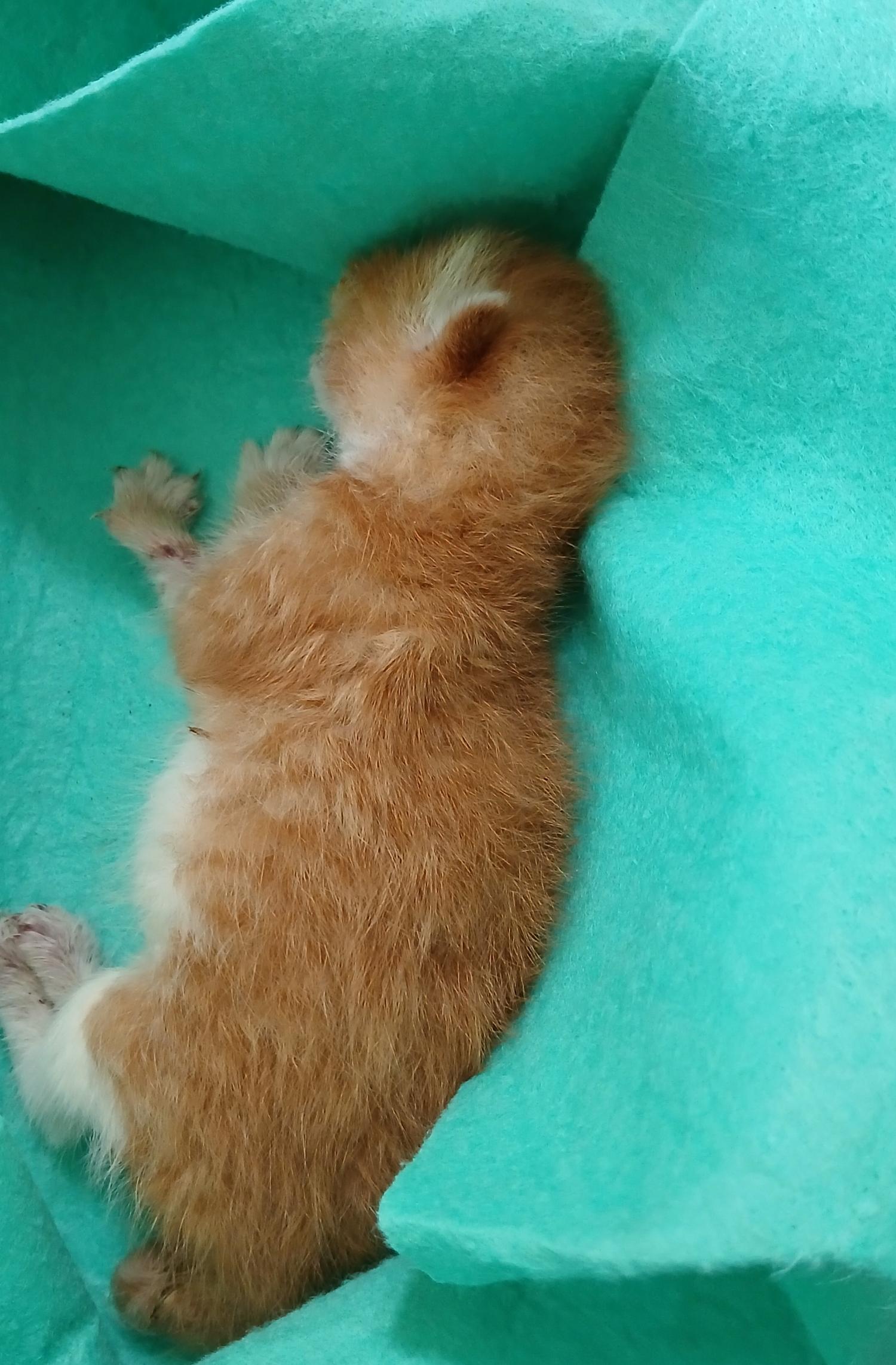 종료(자연사) 한국…