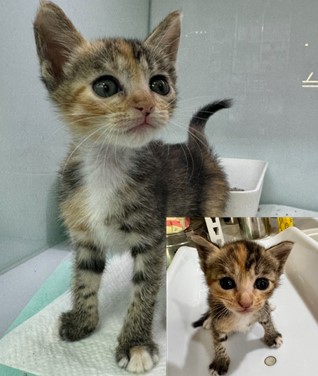 보호중 한국 고양이…