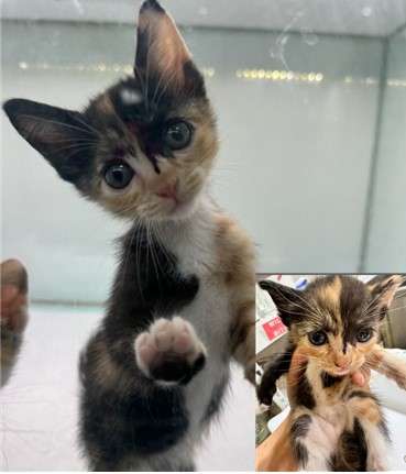 보호중 한국 고양이…