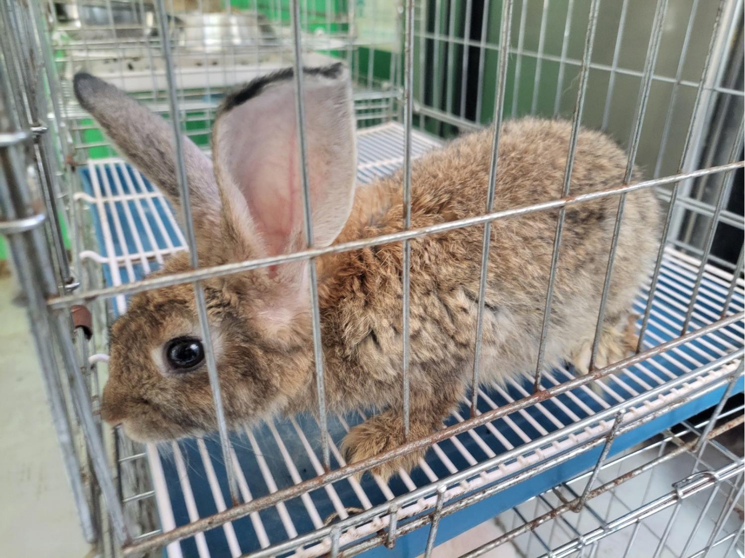 종료(입양) 토끼의…