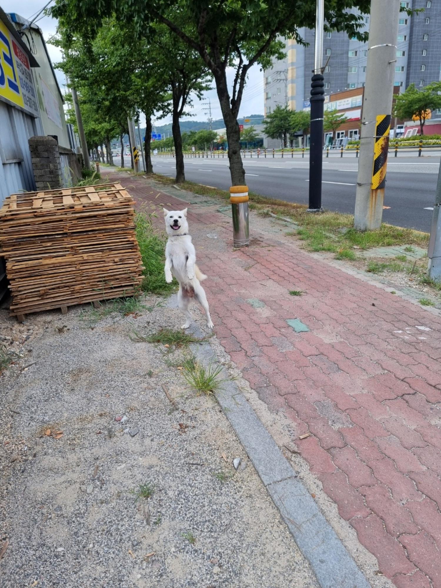 종료(반환) 믹스견…