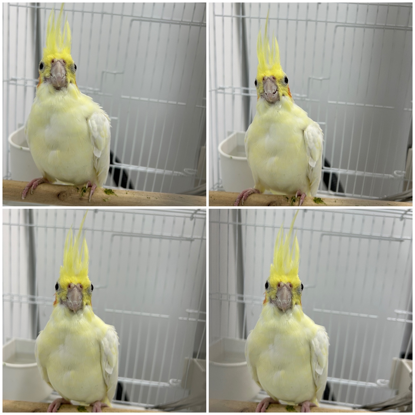천안시 동물보호센터_444449202401553