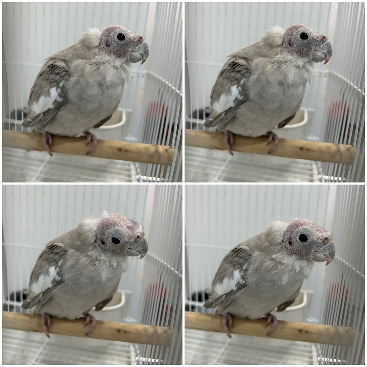 천안시 동물보호센터_444449202401554