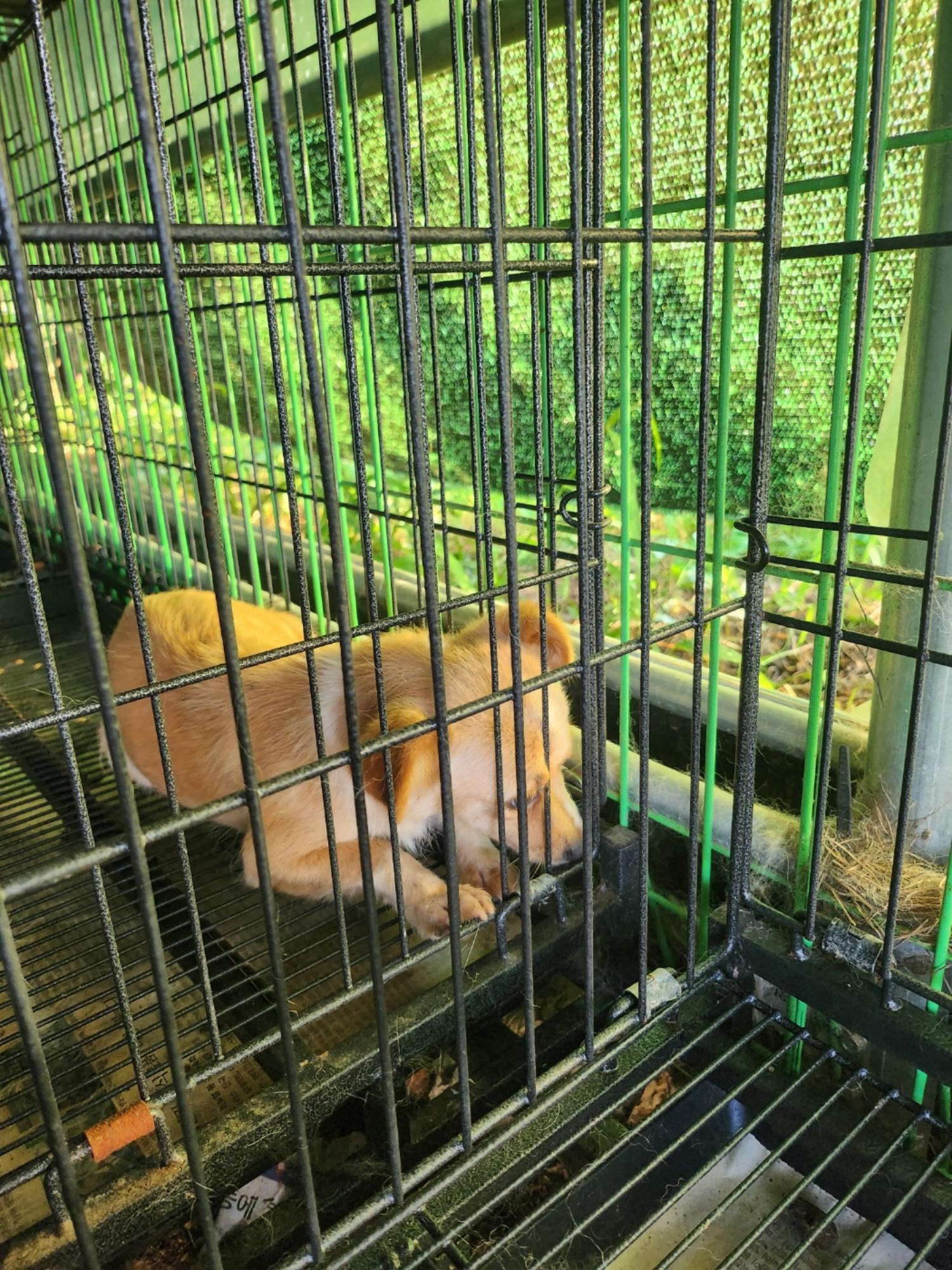 금일동물보호센터_444460202400795