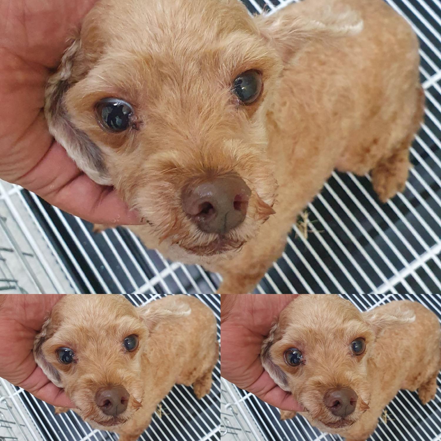 경주동물사랑보호센터_447505202400929