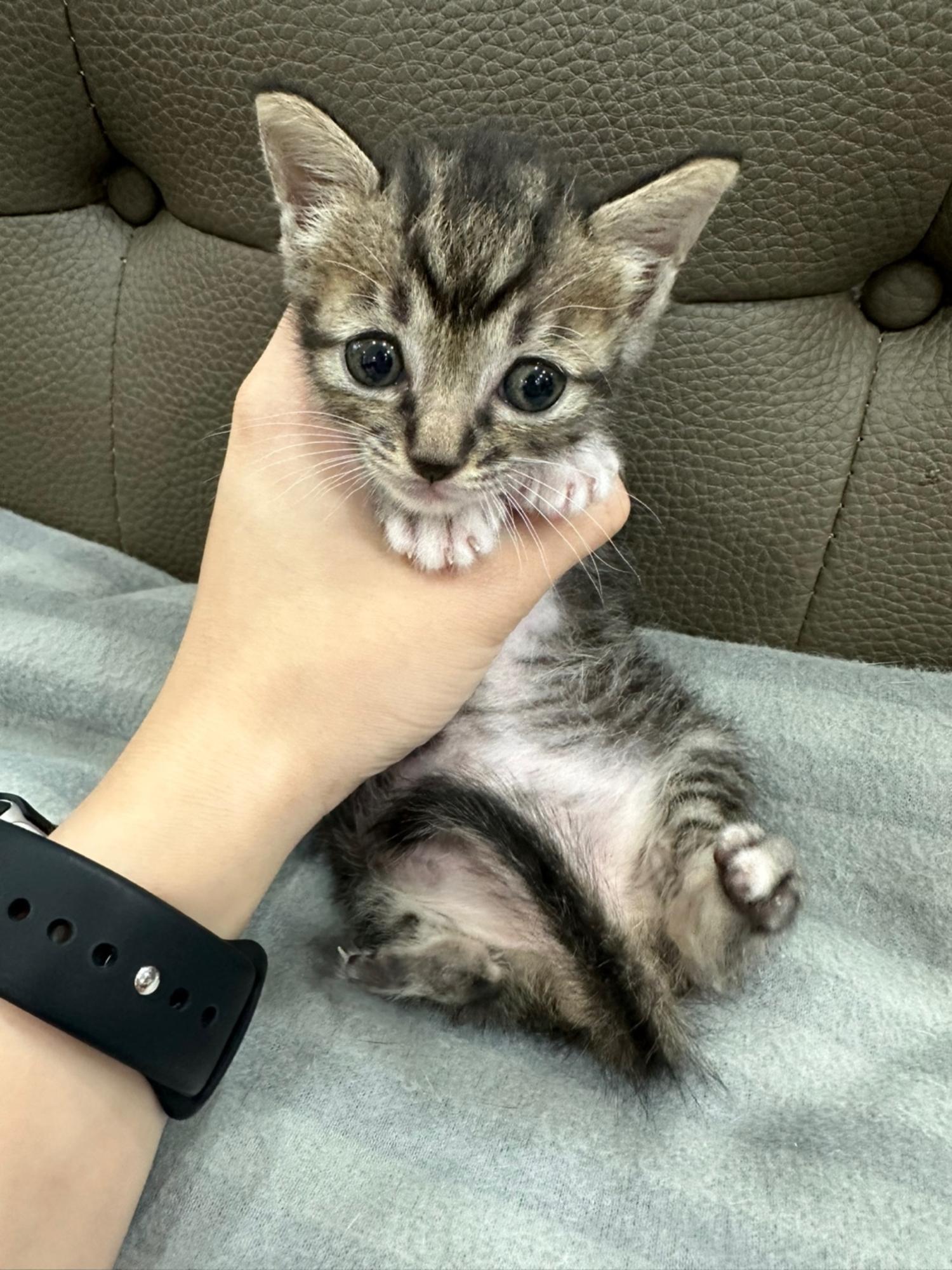멘토동물병원_427346202400869