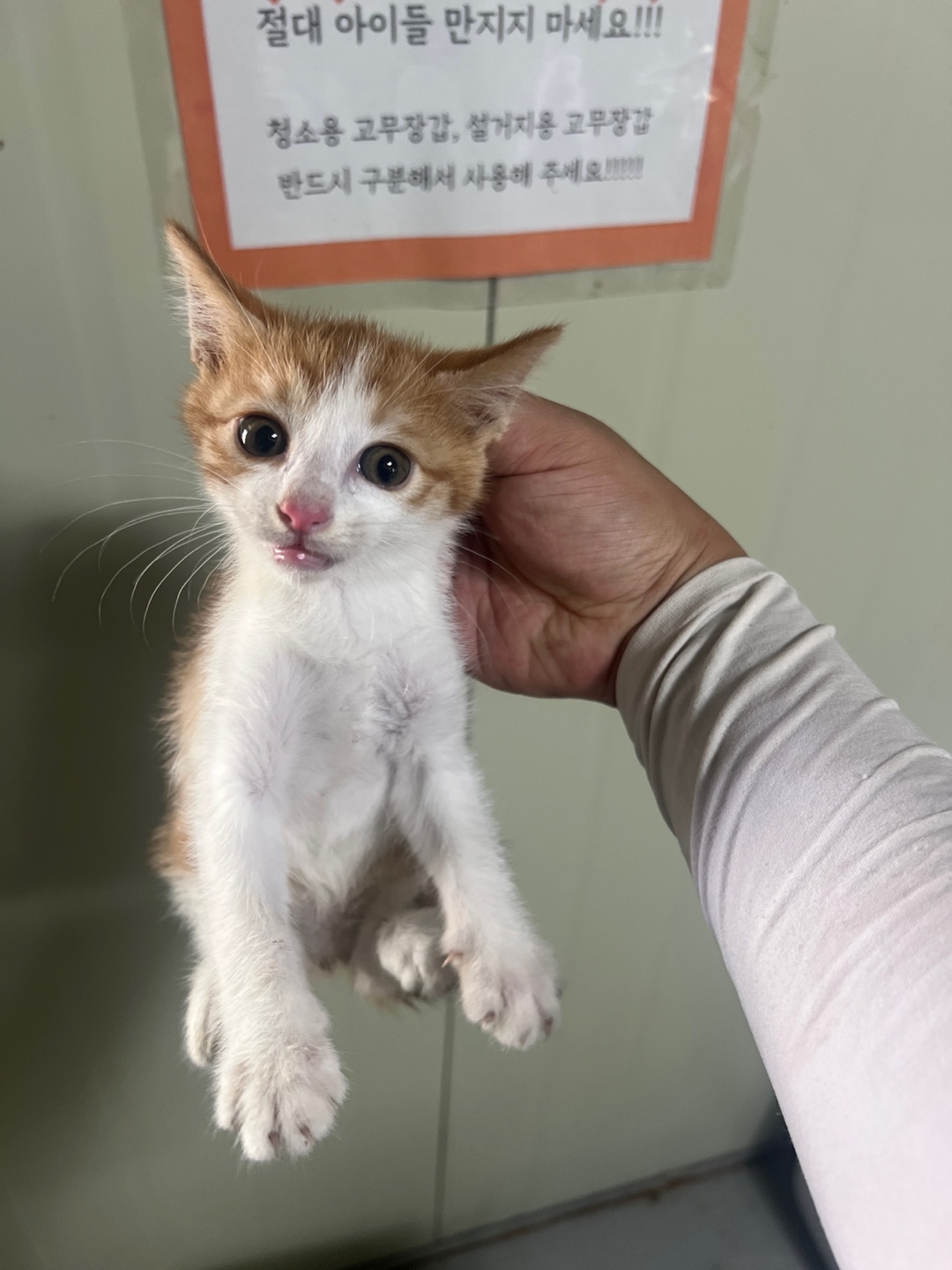 보호중 한국 고양이…