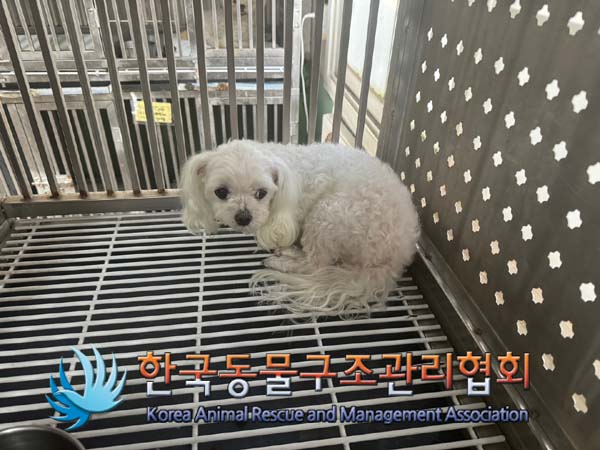종료(반환) 말티즈…