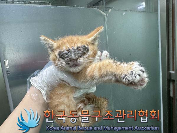 보호중 한국 고양이…