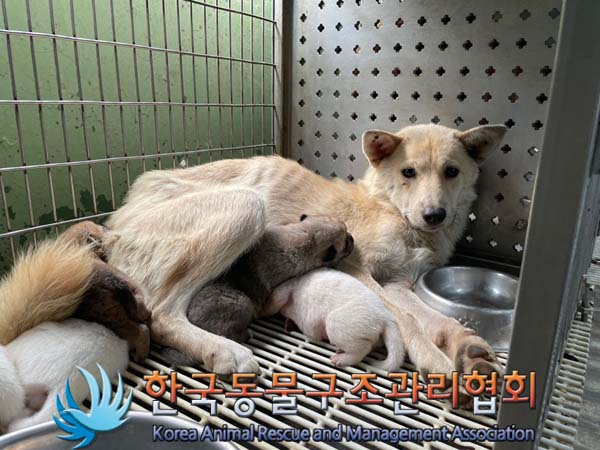 보호중 믹스견의 가…