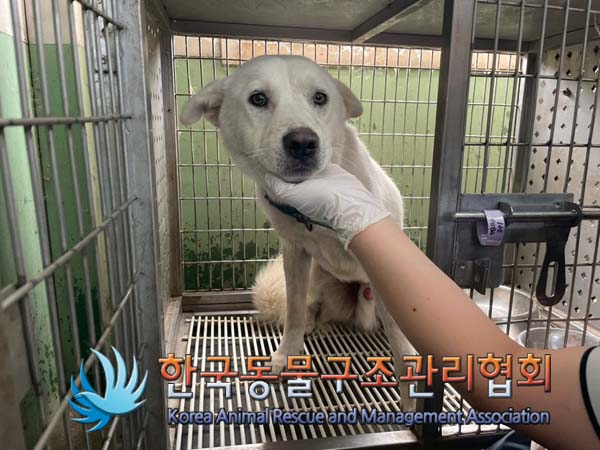 종료(자연사) 믹스…