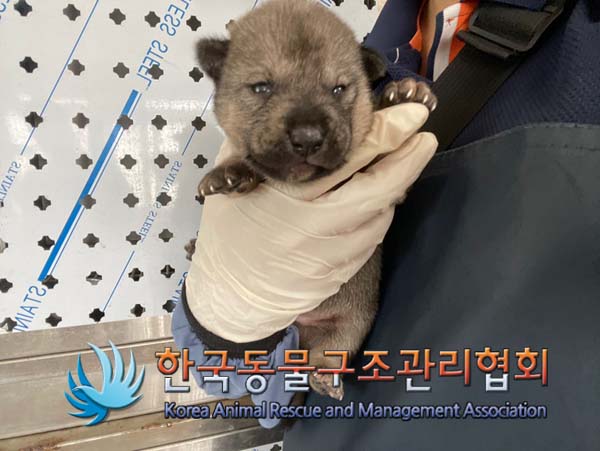 보호중 믹스견의 가…