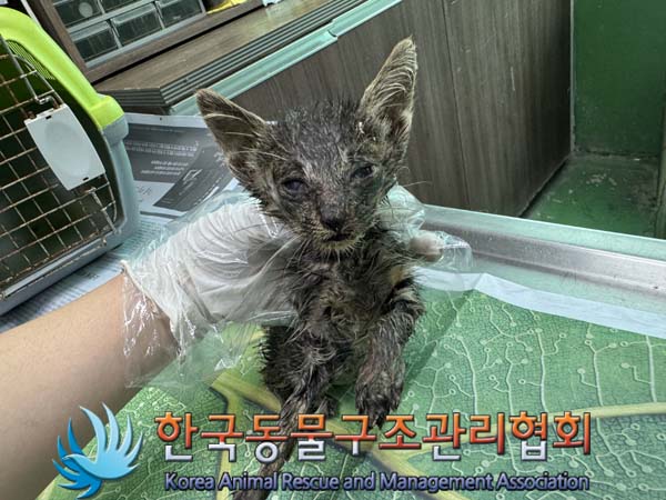 종료(자연사) 한국…