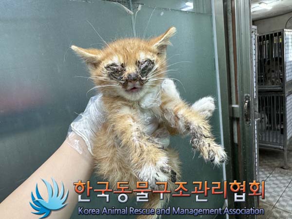 보호중 한국 고양이…