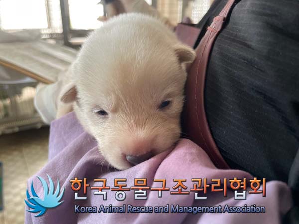 종료(안락사) 믹스…